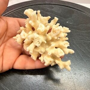 Natural White Cauliflower Coral Specimen Coastal Nautical Home Decor 4 Inch